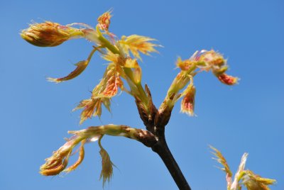 Quercus rubra 'Aurea' - dub červený 'Aurea' - jarní listy